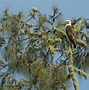 Anak Burung Elang Putih